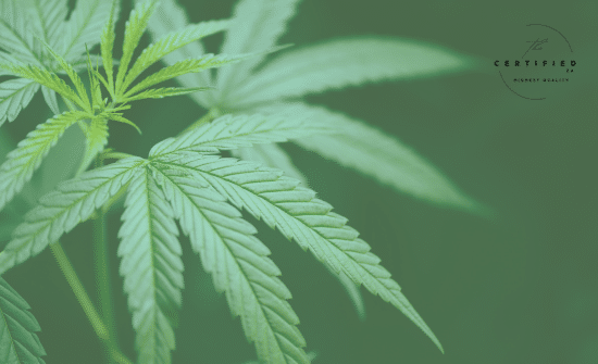 Reading your cannabis