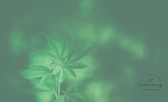 reading your cannabis