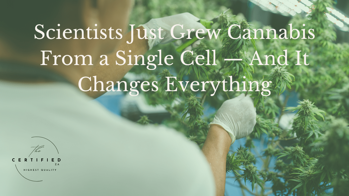 cannabis from a single cell