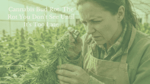 cannabis bud rot