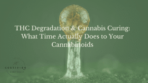 THC Degradation & Cannabis Curing: What Time Actually Does to Your Cannabinoids