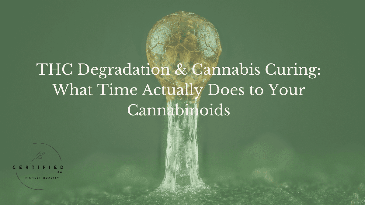 THC Degradation & Cannabis Curing: What Time Actually Does to Your Cannabinoids