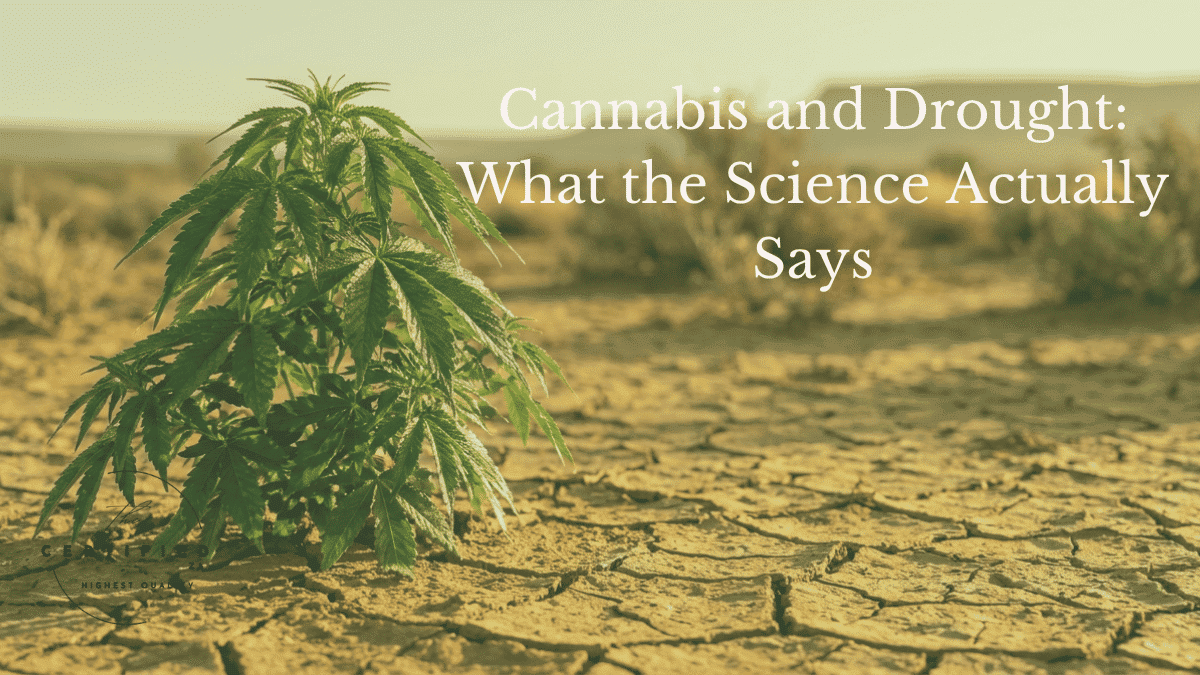 cannabis and drought