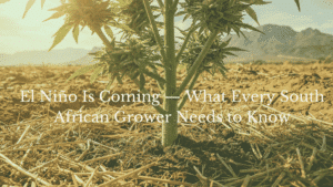 A strong El Niño is forecast to peak this summer in South Africa. Learn what it means for your cannabis grow, how to prepare, and why waiting to plant is the smartest move.