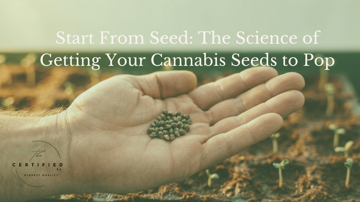 A South African study on KwaZulu-Natal landraces, including Durban Poison, found a simple five-day cold rest nearly doubled germination. Here's what two studies say about soaking, pre-chilling and priming cannabis seeds, the best medium to sprout them in, and why growing from seed is worth it.