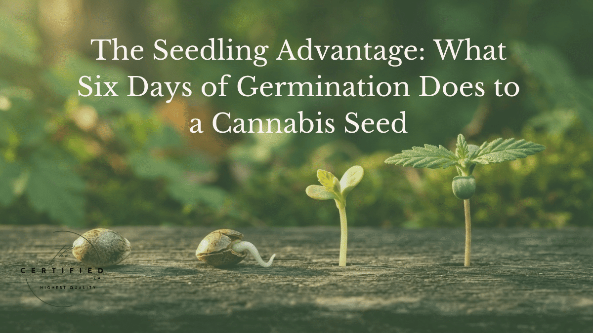 cannabis seedlings